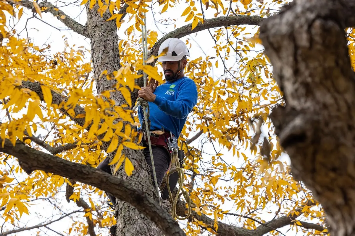Skilled Tree Pruning crew working in Du Bois