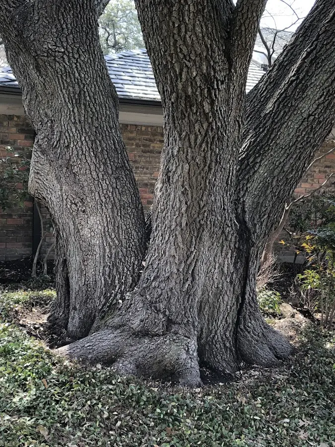 Mature heritage tree close to a Du Bois property cared for by certified arborists